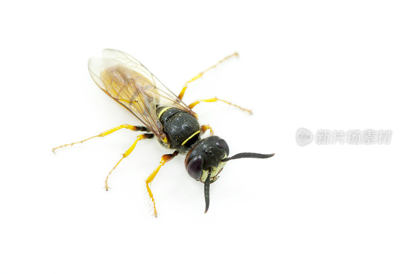 欧洲牛羚的特写照片(Philanthus triangle ulum)